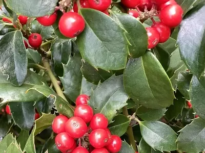 Ilex Meserveae: El Acebo Azul que Transforma su Jardín
