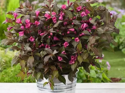 Arbustos de Flores Rojas: Un Toque Vibrante para tu Jardín