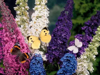 Buddleia Tricolor: Una Guía Completa para su Cultivo y Cuidado
