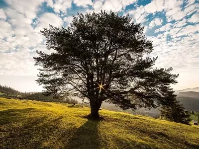 El Árbol Kiri: Un Gigante Verde para el Futuro Sostenible