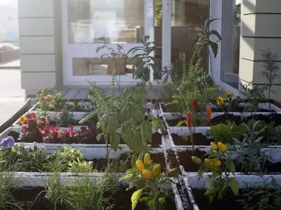 Cultivando Salud en Casa: Una Guía Esencial de Superalimentos Domésticos
