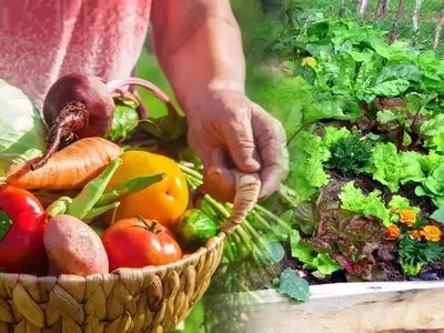 Guía Completa para el Cultivo Exitoso de Hortalizas desde Semillas