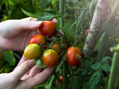 Domina el Arte del Cultivo de Tomates: Secretos para una Cosecha Abundante y Veloz