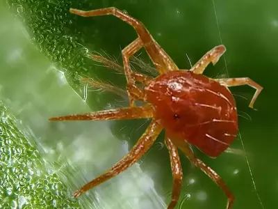 Control Integral de la Araña Roja en Cultivos de Tomate: Prevención y Tratamiento Eficaz
