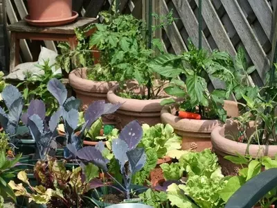 Guía Completa para el Cultivo de Hortalizas en Contenedores