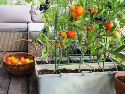 Cosecha Tomates Jugosos: Guía Completa para el Cultivo Doméstico