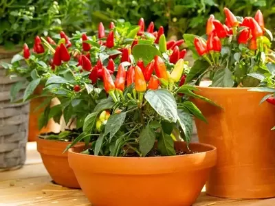 Cultivo Exitoso de Chiles Picantes en Macetas: Una Guía Completa