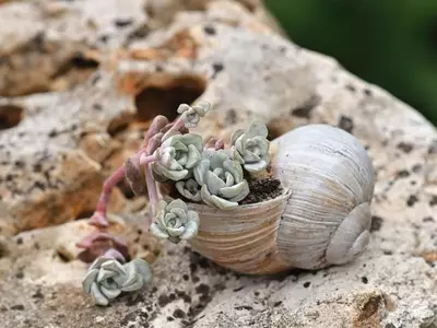 Innovación Verde: Suculentas y Materiales Reciclados para un Hogar Sostenible