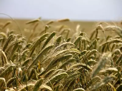 Desafíos Agrícolas del Verano: Estrategias para Cultivos Resilientes
