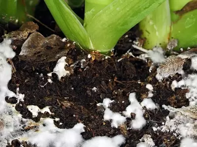 Control y Eliminación de Moho en el Sustrato de Plantas: Guía Práctica