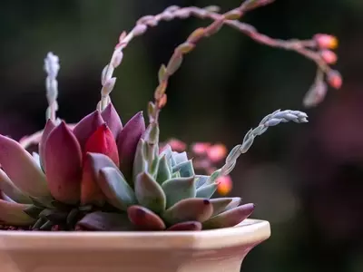 Las 10 Plantas de Interior Indestructibles para el Jardinero Olvidadizo