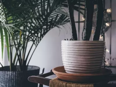 Guía Esencial para el Cuidado de Plantas de Interior Durante la Temporada Estival