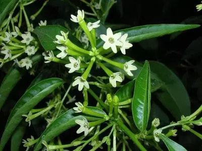 Guía Completa para el Cultivo Exitoso de la Dama de Noche desde Semillas