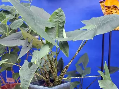 Guía Definitiva para el Cuidado Óptimo de tu Alocasia Zebrina