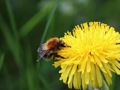 Un Vistazo Luminoso a las Pequeñas Flores Amarillas para tu Jardín