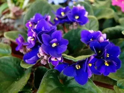 La Saintpaulia ionantha: Encanto y Cuidado de la Violeta Africana