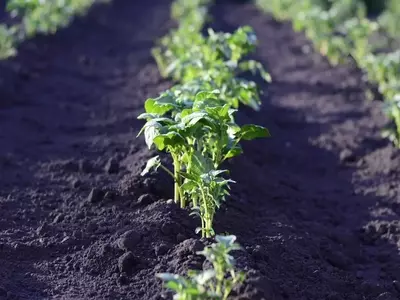 Embellezca Su Jardín: Las Mejores Plantas para Sembrar en Septiembre