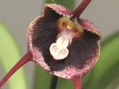 Desmintiendo el Mito: La Verdad Detr￡s de la "Flor Cara de Mono del Himalaya"