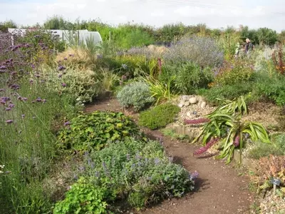 Las diez plantas más resistentes al sol directo para tu jardín