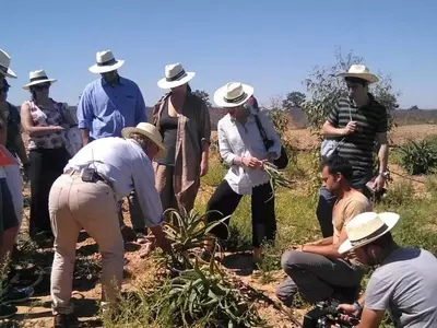 Descubriendo el Aloe Vera: Desde la Botánica hasta el Bienestar del Hogar