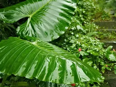 Solucionando los Desafíos Comunes del Cuidado de la Planta Oreja de Elefante