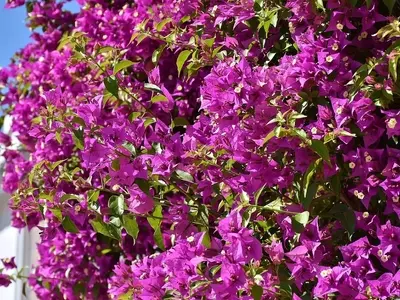 La Buganvilla: Una Belleza Trepadora para Tu Pérgola