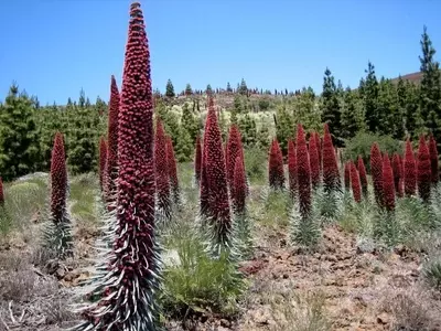 La Fascinante Echium wildpretii: Una Joya Botánica de las Islas Canarias