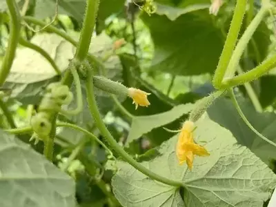 La Verdad Detrás de los Zarcillos del Pepino: ¿Mito o Realidad Agrícola?