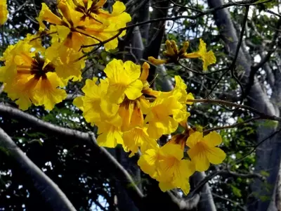 Árboles Florecientes: Una Guía de Especies con Vibrantes Flores Amarillas