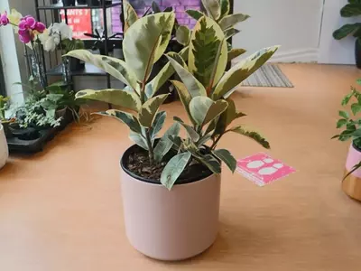 Guía Definitiva para el Cuidado Óptimo del Ficus Tineke: Secretos para una Planta Vibrante
