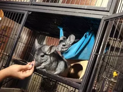 Creature Comforts: Animals as Unique Bookstore Companions