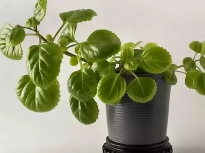 Manejo Integral de la Planta del Dinero: Prevención y Tratamiento de Afecciones Comunes