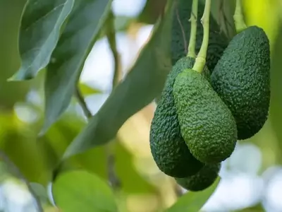 Cultivo de Aguacate en Casa: Una Guía Detallada para el Éxito