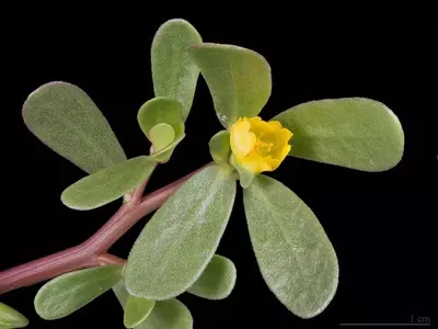 Jardines Radiantes: Plantas de Pleno Sol con Floración Ininterrumpida