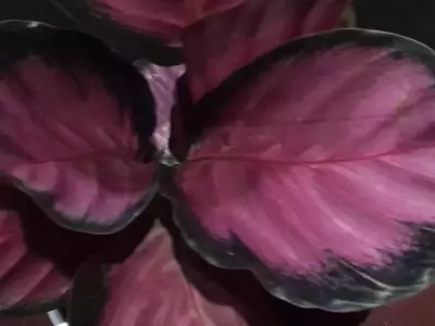 La Calathea Pink Star: Un Toque de Elegancia Tropical en su Hogar