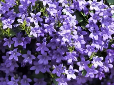 Guía Completa para el Cuidado de la Campanula: Flores con Forma de Campana que Embellecen tu Jardín