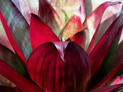 Guía Completa para el Cuidado de Bromelias: Interior y Exterior