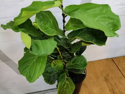 Descifrando las Hojas Marrones de tu Ficus Lyrata: Guía de Cuidados y Soluciones