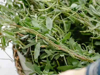 Crea Tu Propio Edén Aromático: Una Guía Esencial para Jardines Exteriores