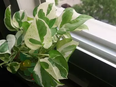 Guía Completa para Revitalizar tu Potos con Exceso de Riego