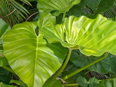 Alocasia: Guía Definitiva para el Cultivo Exitoso de la Planta Oreja de Elefante