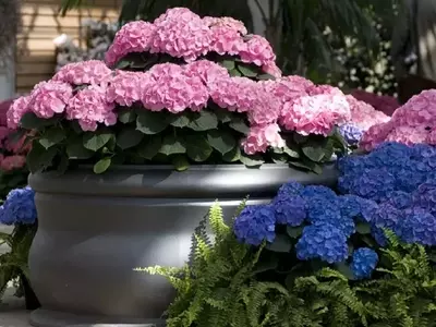 Guía Definitiva para el Cuidado de Hortensias en Maceta: Flores Radiantes en Tu Hogar