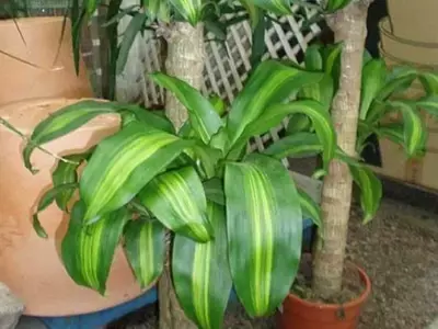 Guía Definitiva para un Tronco de Brasil Espléndido: Secretos de Cultivo y Mantenimiento