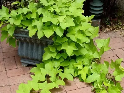 Cultivo de Boniato en Agua: Guía Completa para un Jardín Casero Exitoso