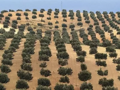 Revolución Agrícola: El Olivar en Seto como Modelo de Eficiencia y Sostenibilidad