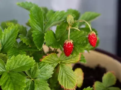 Cultivo de Fresas en Maceta: Guía Esencial para el Éxito