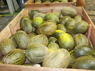 La Cosecha Española de Melón: Un Impulso al Sector Agrícola y la Calidad Nacional