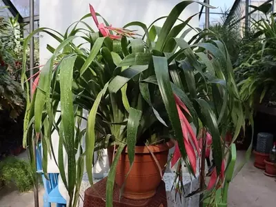 Billbergia Nutans: La Reina de las Lágrimas y su Cultivo Fascinante