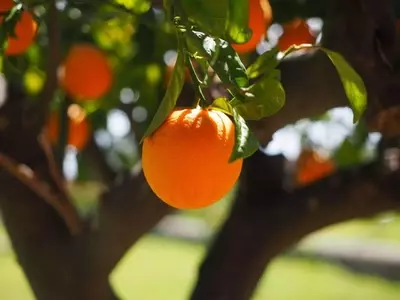 Semilleros Sostenibles: Cultiva Vida con Cáscaras de Naranja
