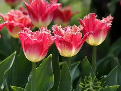 Tulipán 'Fancy Frills': Elegancia Fruncida en tu Jardín